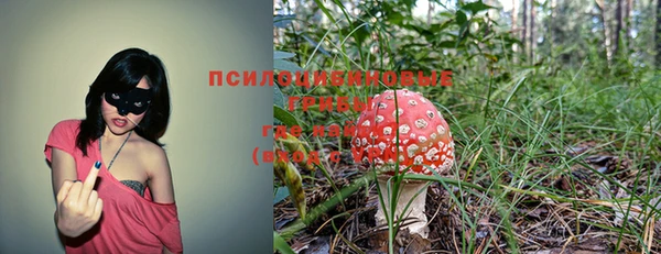 сатива Пересвет